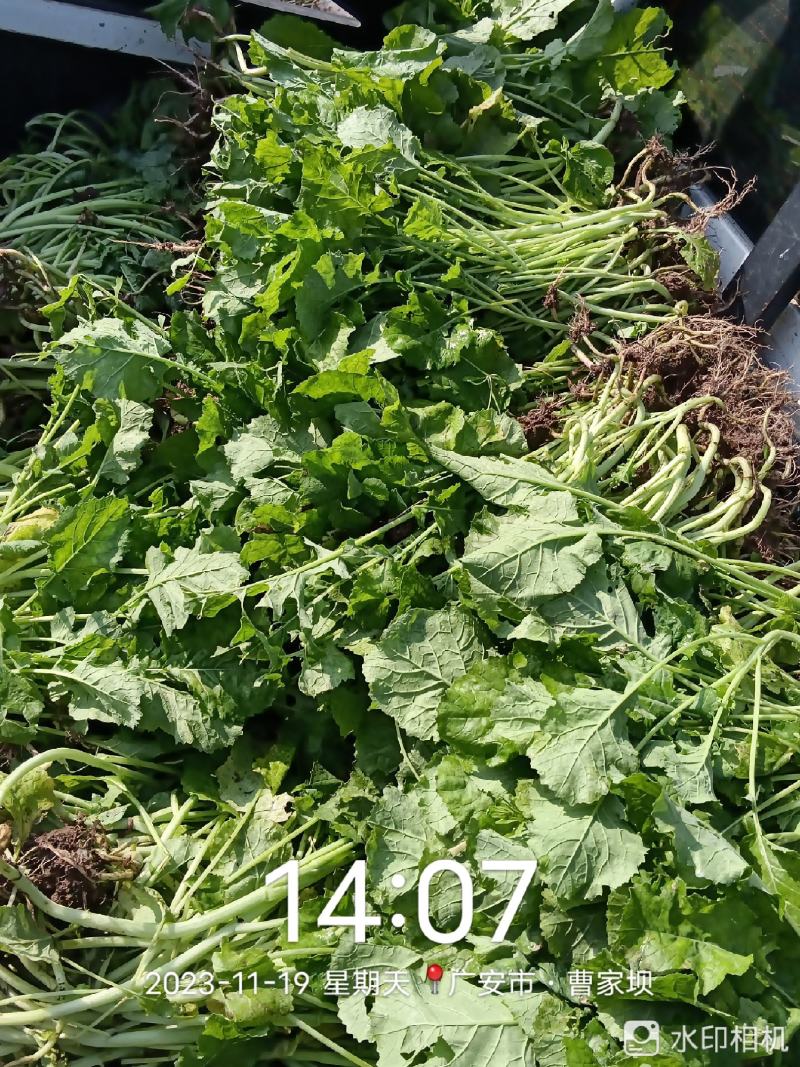 油菜苗