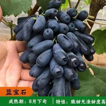 葡萄苗新品种甜蜜蓝宝石无籽克伦生红提果园直发包品种