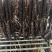 绍兴安昌风味酱香肠20斤散装酱肠批发猪肉腊肠批发