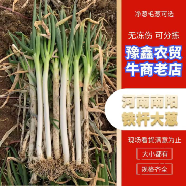 河南大葱/新野铁杆大葱/葱白长50以上按需打包特价大甩卖