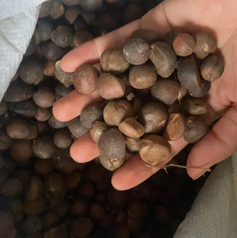 贵州野生老树茶籽，手摘果烘干