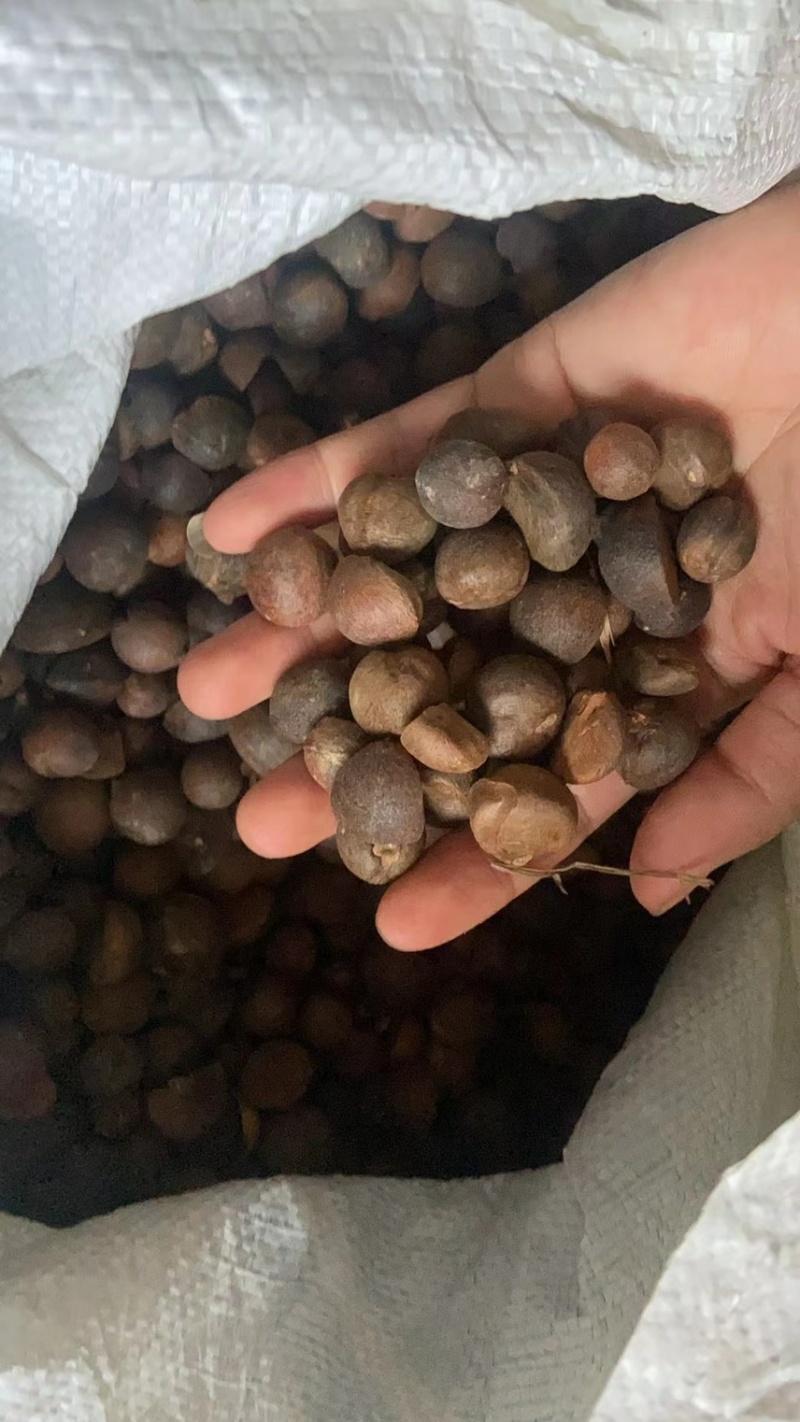 贵州野生老树茶籽，手摘果烘干