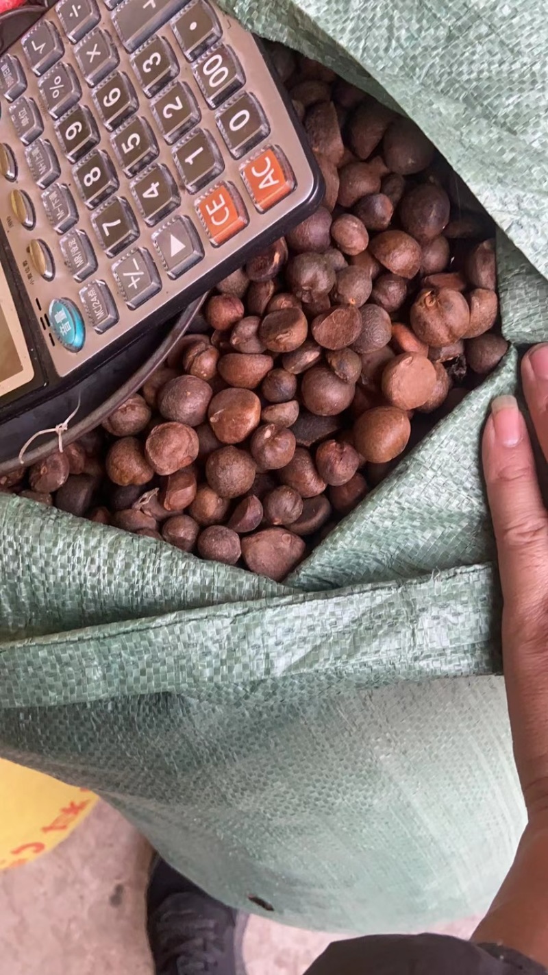 贵州野生老树茶籽，手摘果烘干