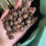 贵州野生老树茶籽，手摘果烘干
