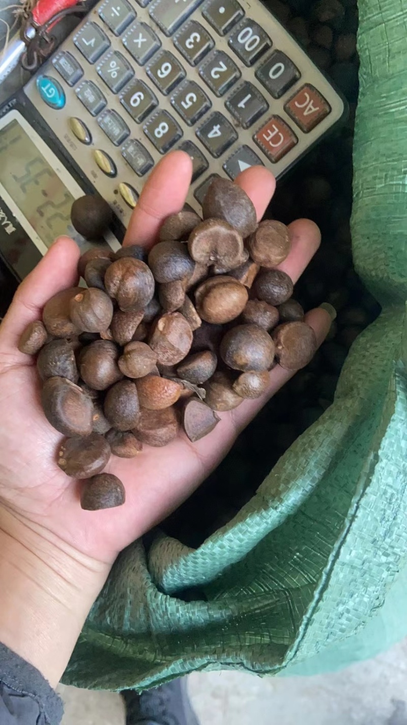 贵州野生老树茶籽，手摘果烘干