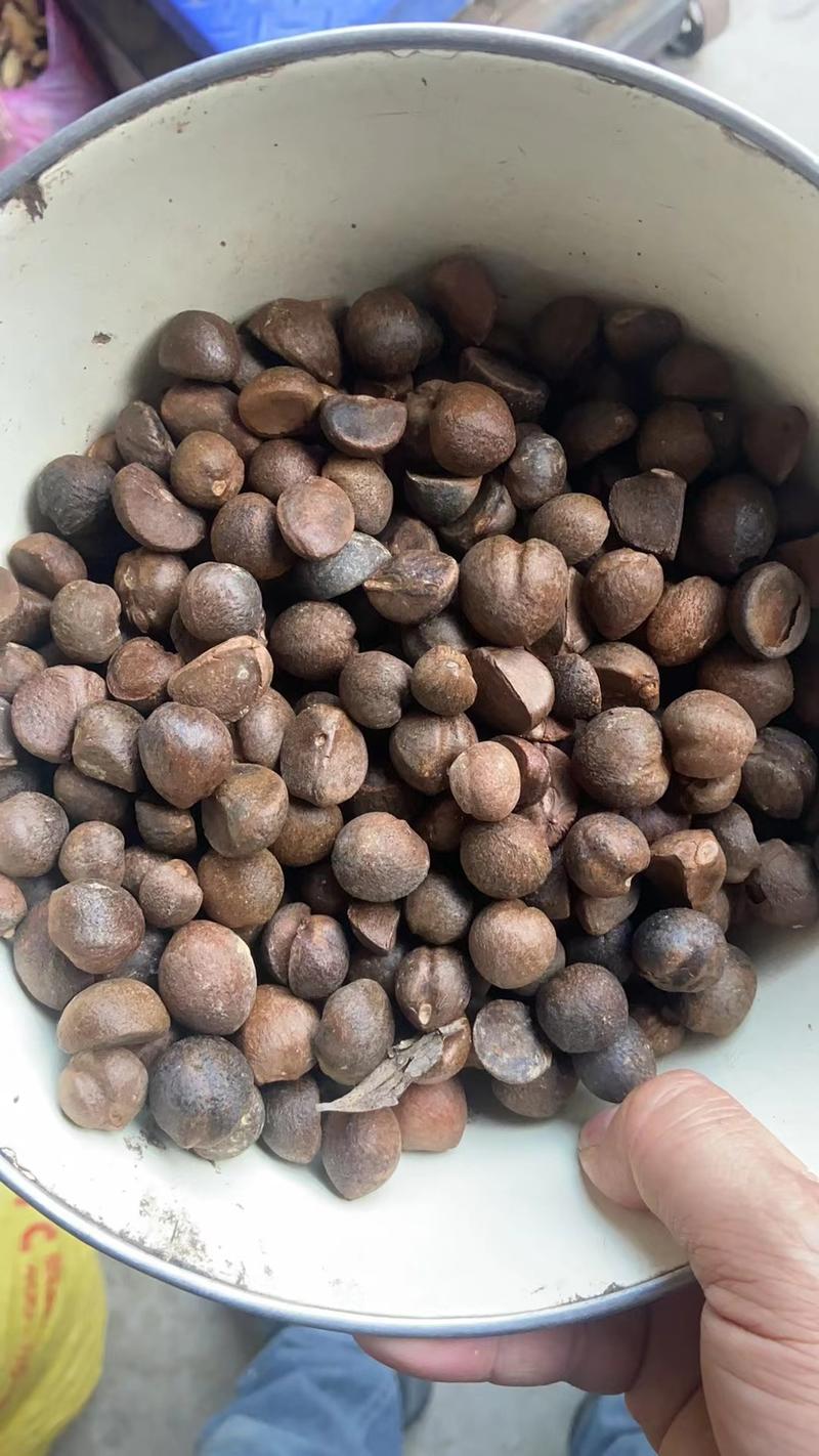 贵州野生老树茶籽，手摘果烘干
