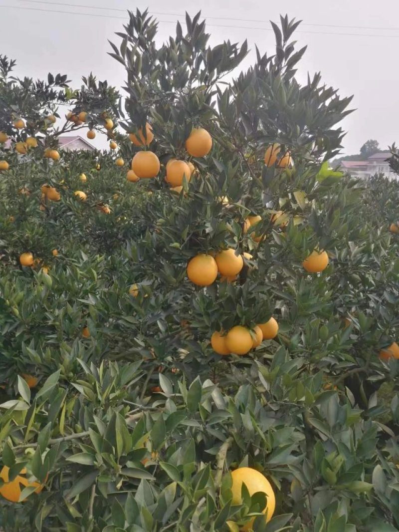 金堂脐橙味道好口感甜颜色好看个头大需要的联系哦