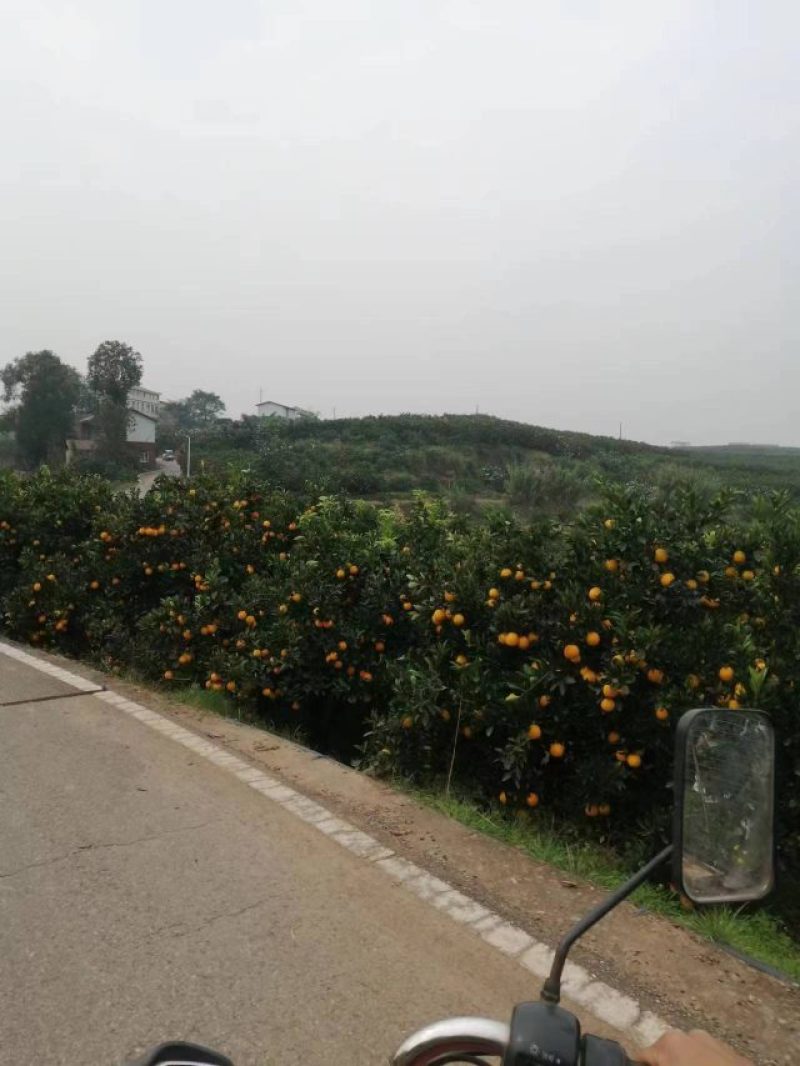 金堂脐橙味道好口感甜颜色好看个头大需要的联系哦