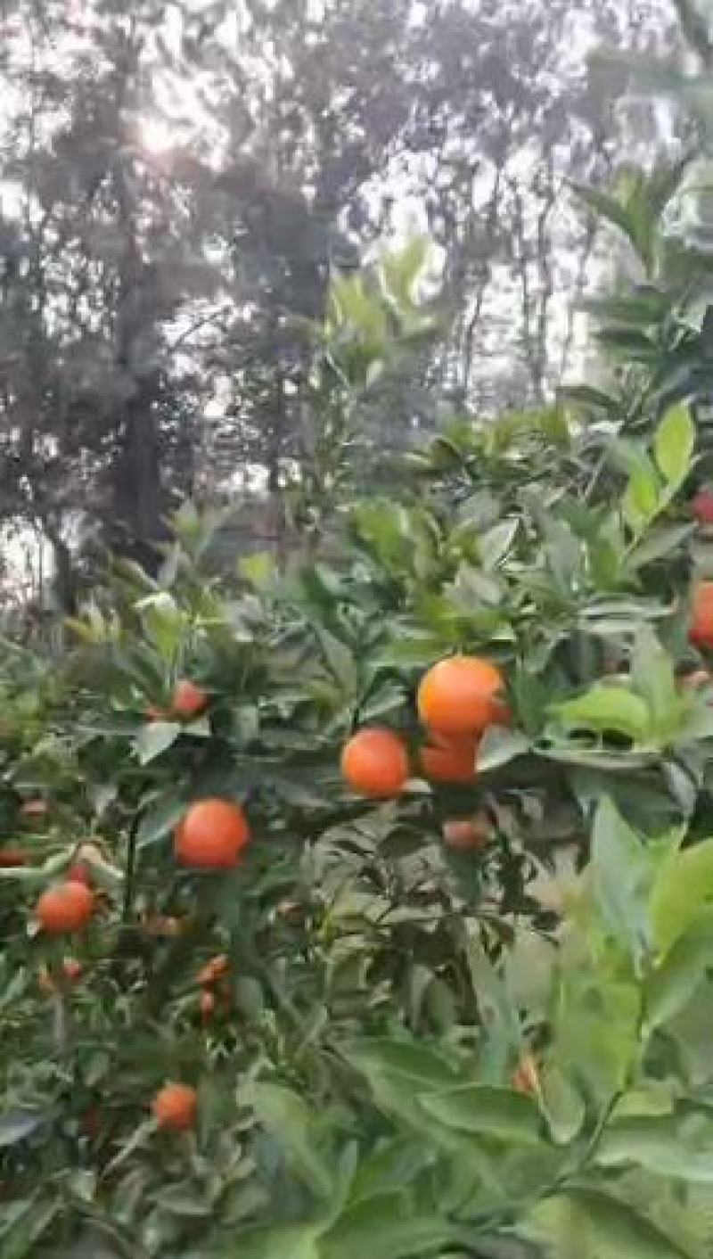 东方红世纪红蜜桔大量上市，颜色漂亮口感纯甜产地一手货源