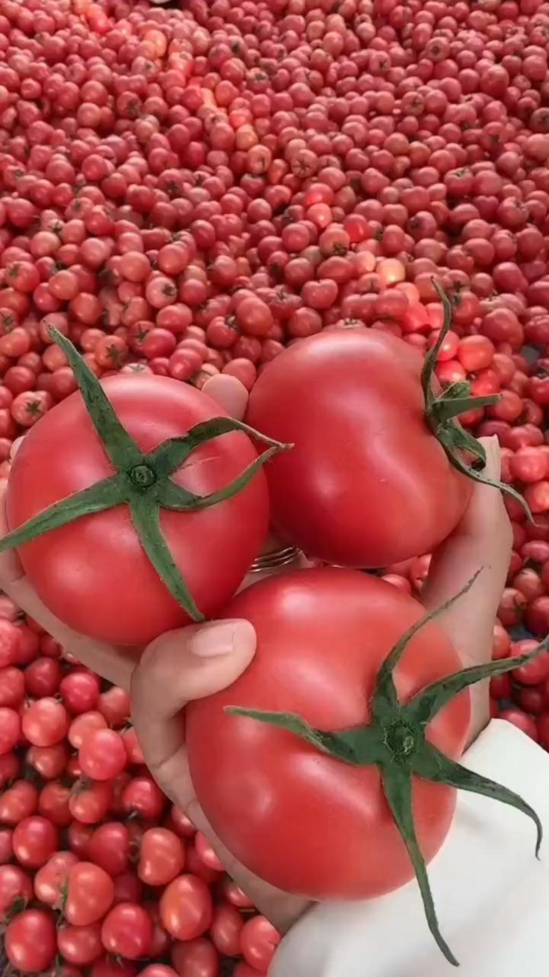 山东西红柿，费县硬粉西红柿，质量好，现摘现发货，纯沙瓤，
