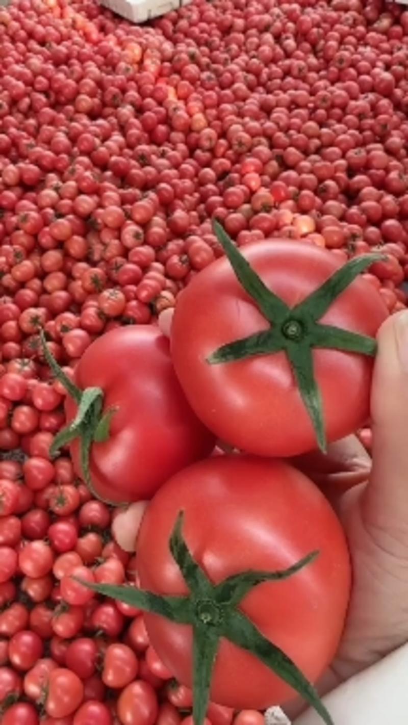 山东西红柿，费县硬粉西红柿，质量好，现摘现发货，纯沙瓤，
