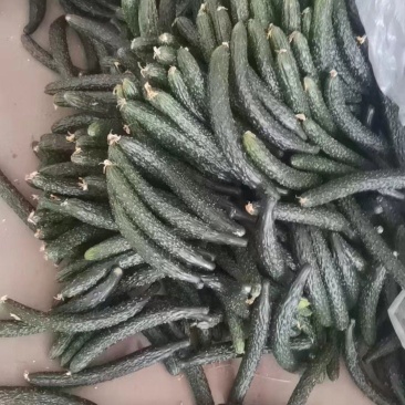 大棚头茬青瓜，顺弯青瓜
