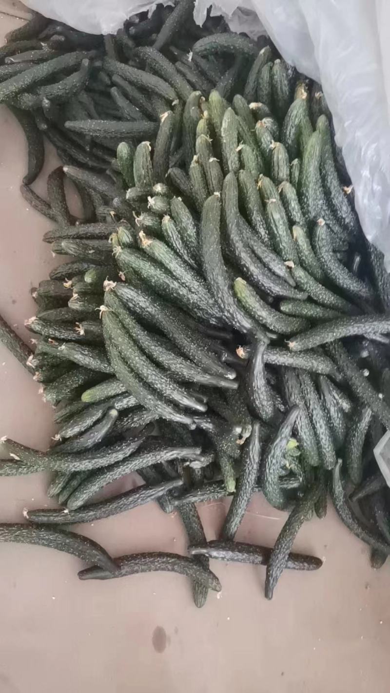 大棚头茬青瓜，顺弯青瓜