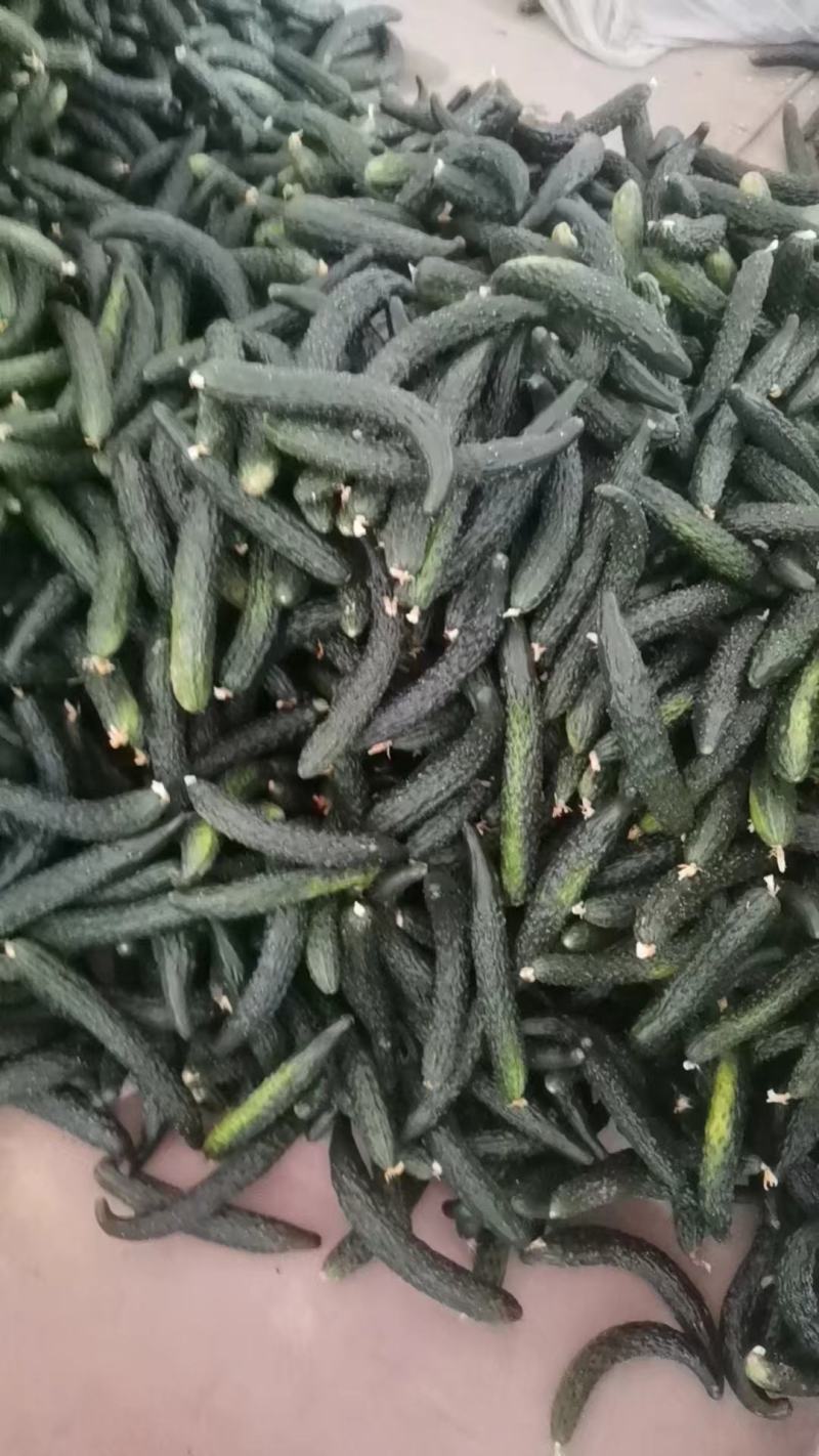 大棚头茬青瓜，顺弯青瓜