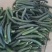 大棚头茬青瓜，顺弯青瓜