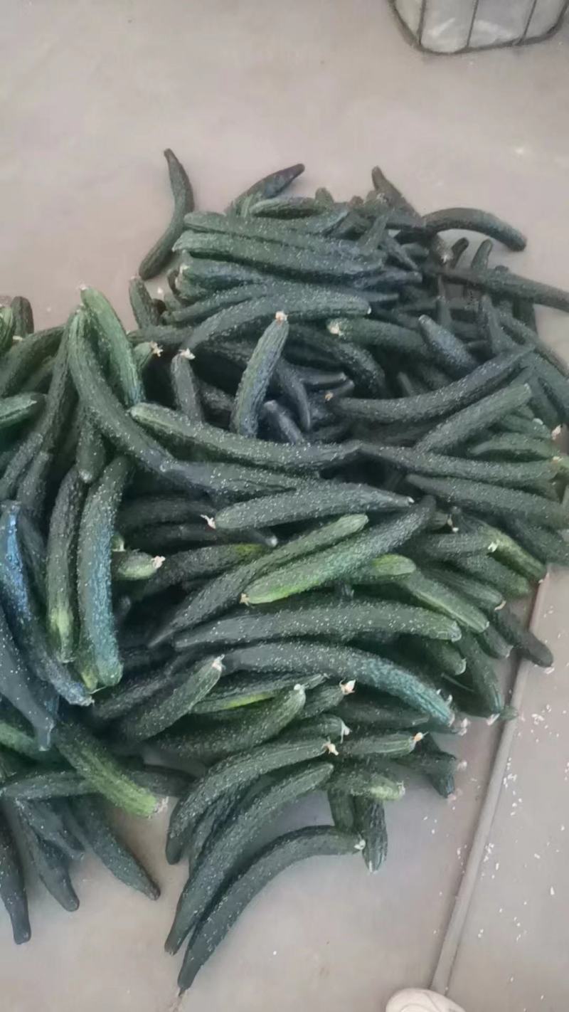 大棚头茬青瓜，顺弯青瓜