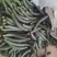 大棚头茬青瓜，顺弯青瓜