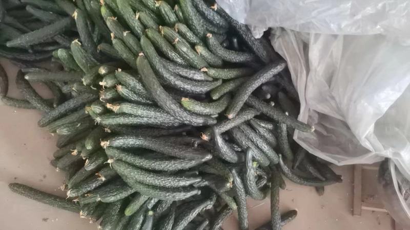 大棚头茬青瓜，顺弯青瓜