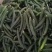 大棚头茬青瓜，顺弯青瓜