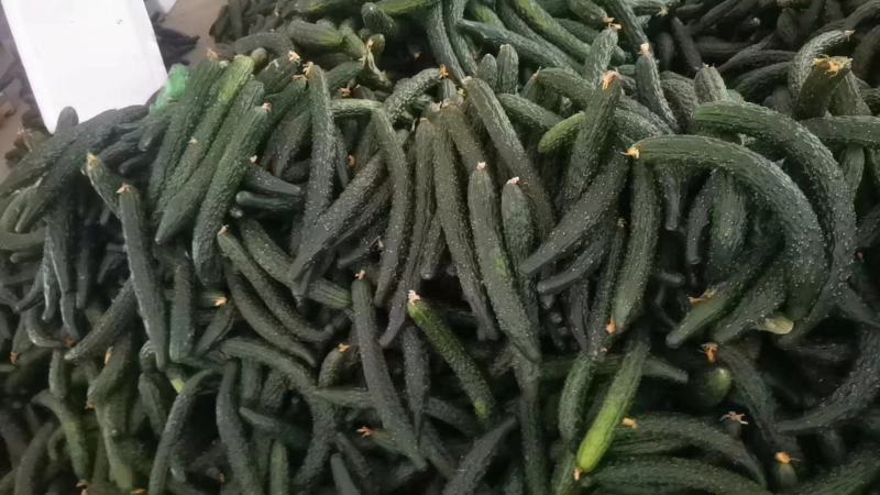 大棚头茬青瓜，顺弯青瓜