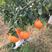 爱媛果冻橙，纯甜耙耙柑各种品质可定园一条龙服务