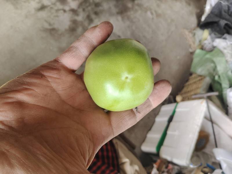 青西红柿。(绿番茄）对接电商，超市，批发商。长期合作。
