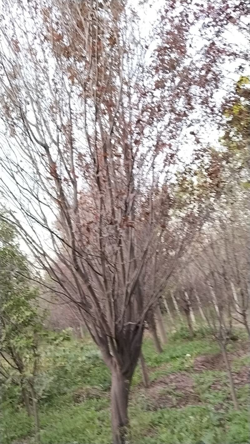 红（紫）叶李