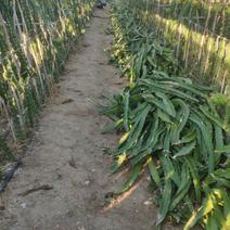 大量台湾软枝大红种苗处理，红心火龙果枝条