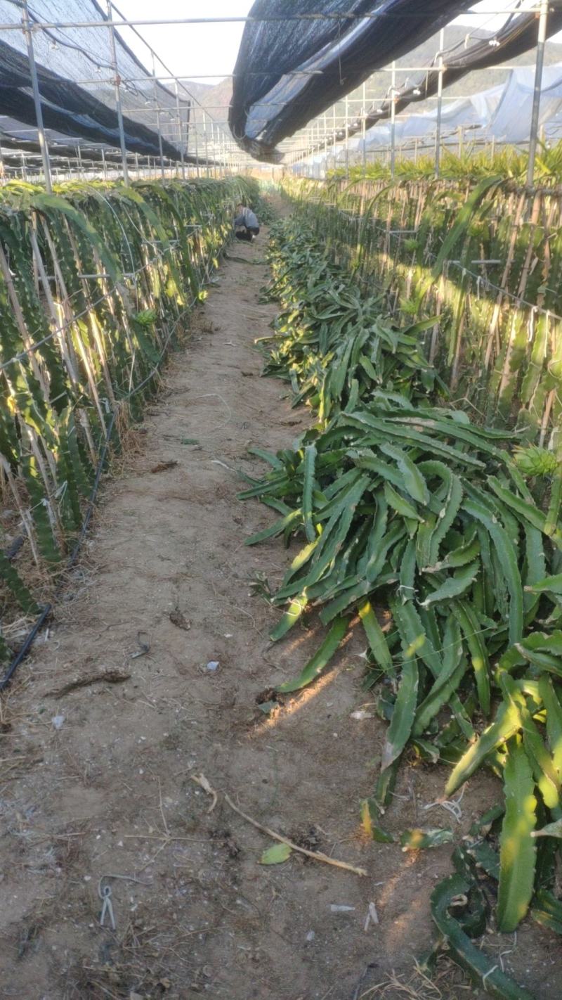 大量台湾软枝大红种苗处理，红心火龙果枝条