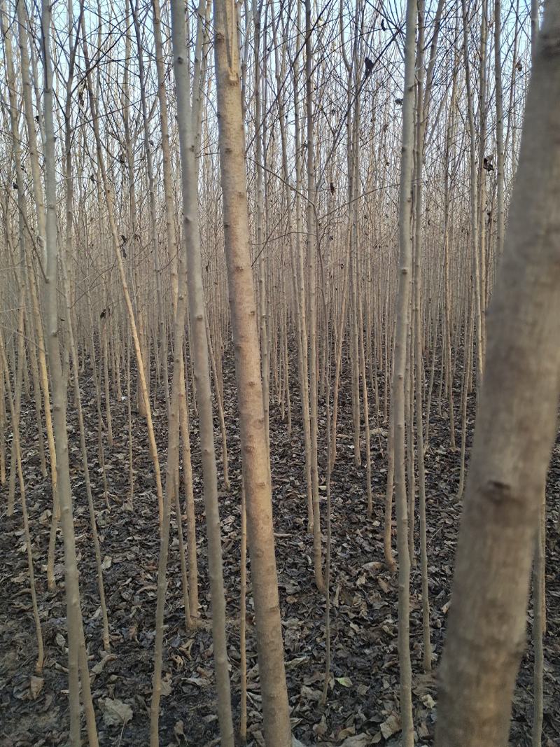 万亩自家苗木绿化基地，欢迎广大老板前来看货，也可视频看货