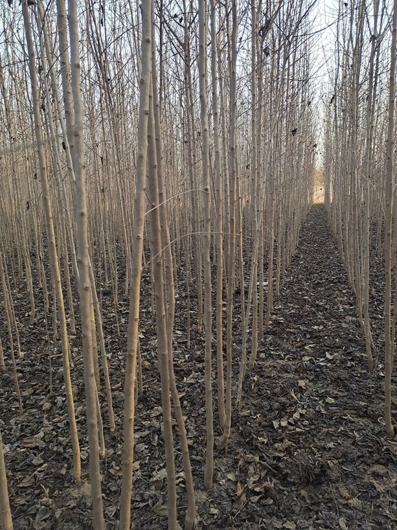 万亩自家苗木绿化基地，欢迎广大老板前来看货，也可视频看货