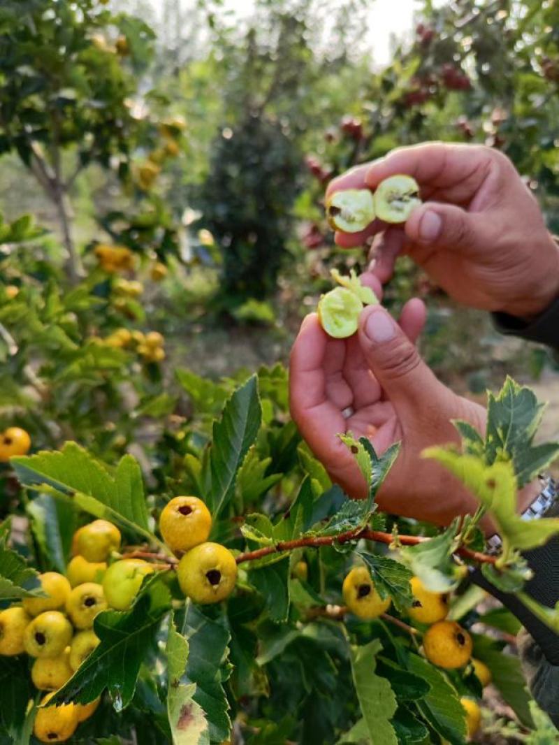 黄山楂树苗，甜山楂树苗，嫁接山楂树苗，抗寒山楂树苗。