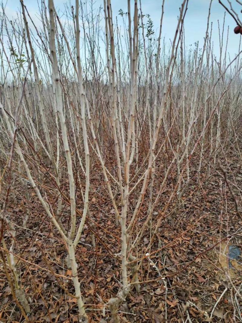 黄山楂树苗，甜山楂树苗，嫁接山楂树苗，抗寒山楂树苗。
