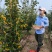 黄山楂树苗，甜山楂树苗，嫁接山楂树苗，抗寒山楂树苗。