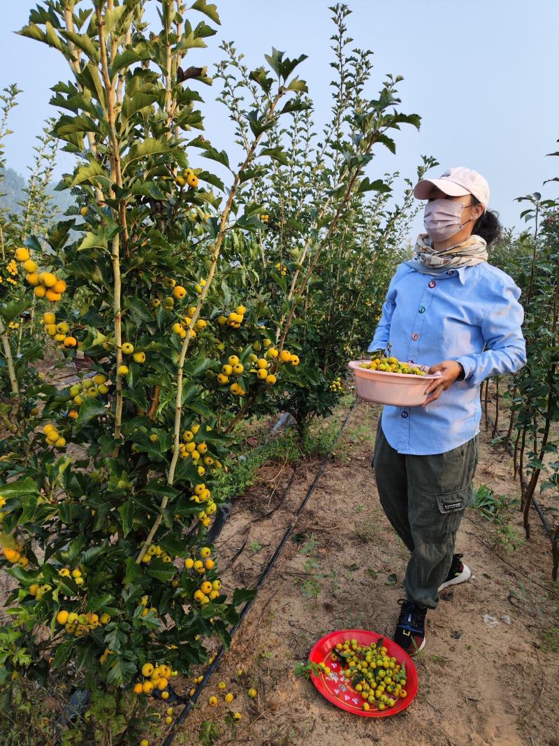 黄山楂树苗，甜山楂树苗，嫁接山楂树苗，抗寒山楂树苗。