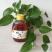 【树参蜜】江西蜂蜜农家自产纯度高，品质保证，价格美丽