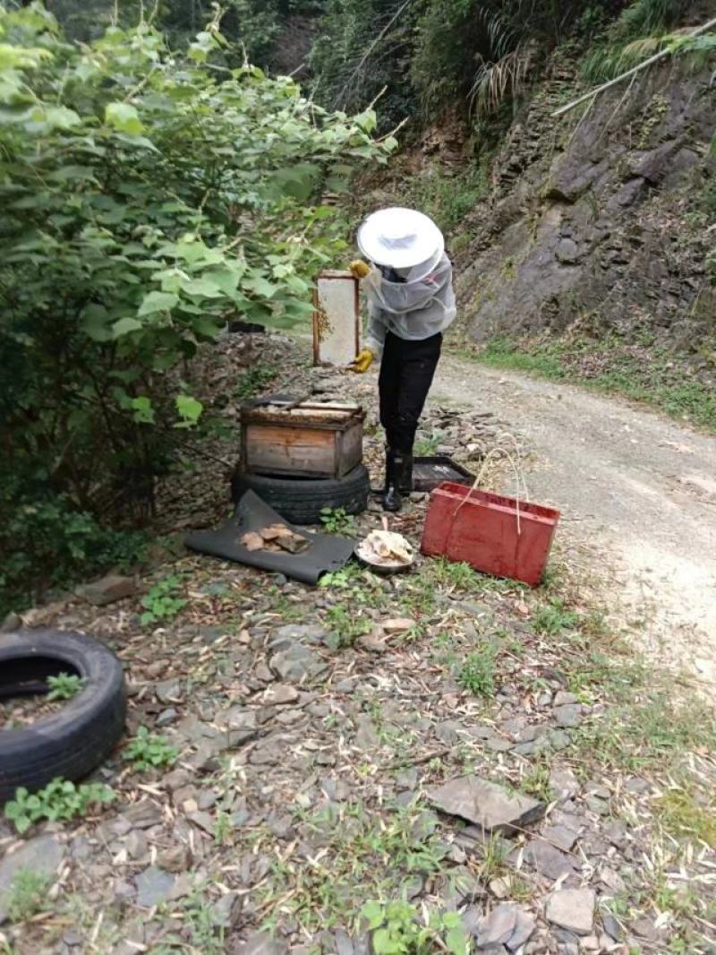 【树参蜜】江西蜂蜜农家自产纯度高，品质保证，价格美丽