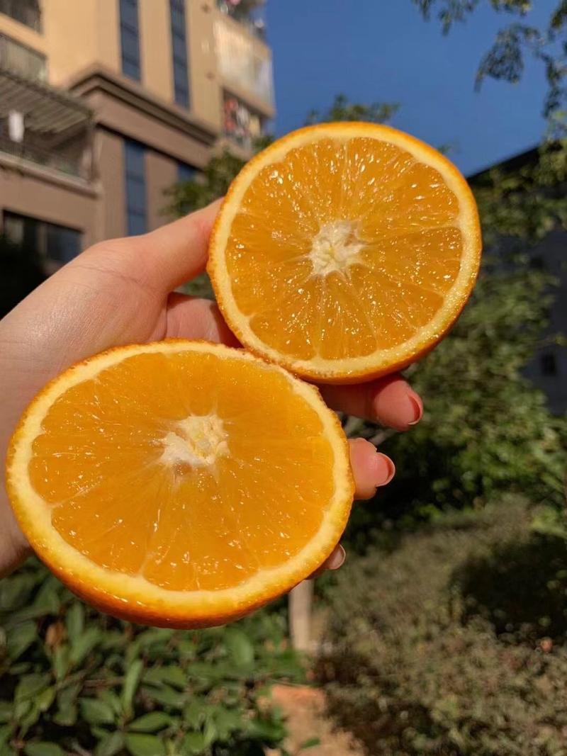 九月红果冻橙，自家果园一手好货源，果园直发，