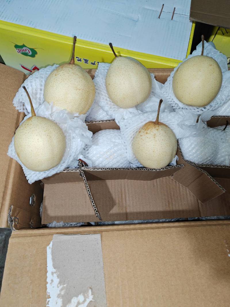 梨水晶丫梨鸭梨精选一级鸭梨纸袋河北赵县鸭梨