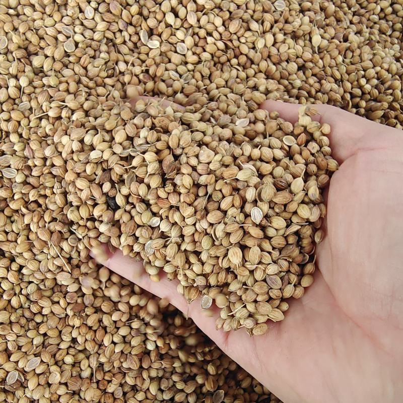 香菜子大量供应
