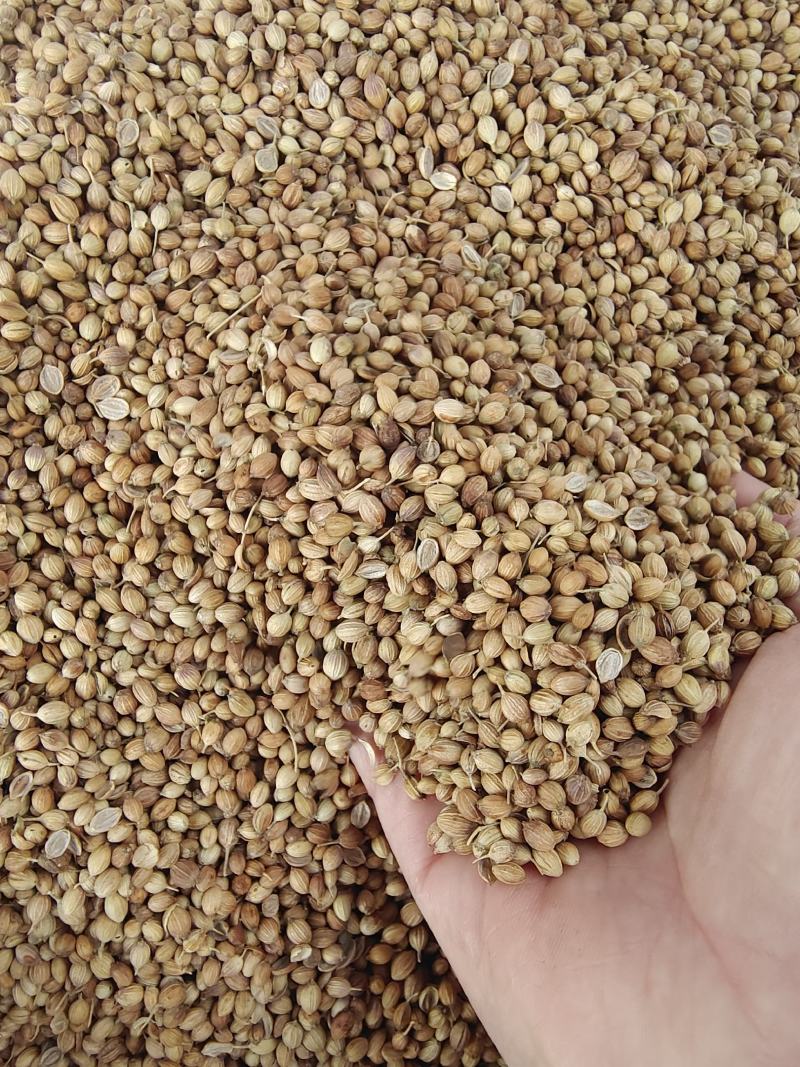 香菜子大量供应