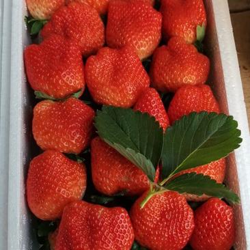 奶油草莓大量上市，味甜好吃！价格实惠