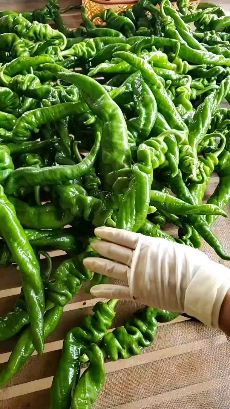 广东辣椒，鲜辣椒，广东螺丝椒螺纹椒，质优价廉