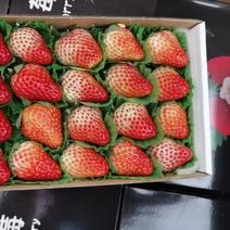 安徽红颜草莓对接电商市场商超等各类客户产地供应