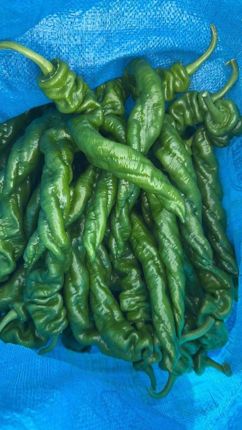 广东辣椒，鲜辣椒，广东螺丝椒螺纹椒，质优价廉