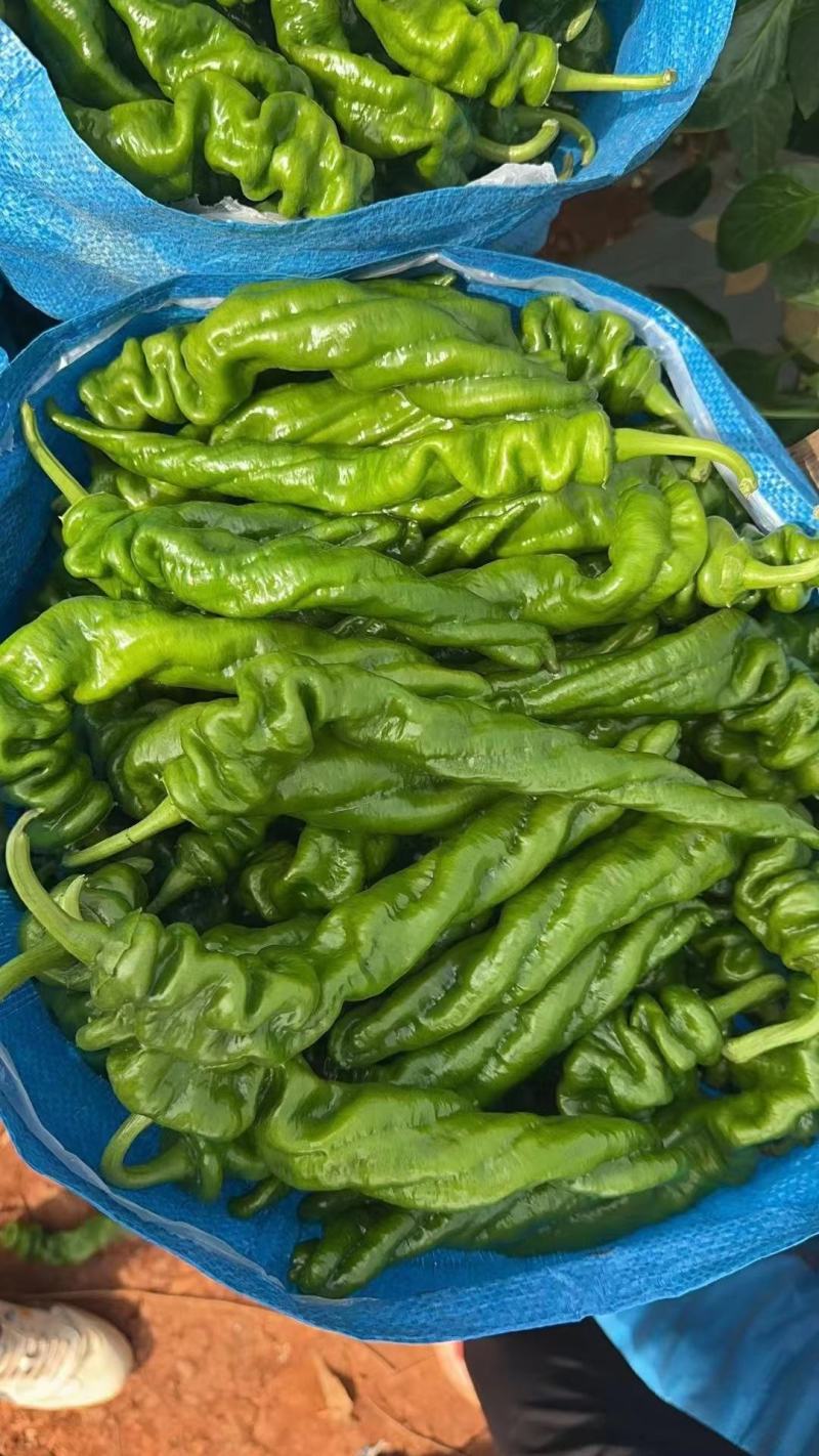 广东辣椒，鲜辣椒，广东螺丝椒螺纹椒，质优价廉
