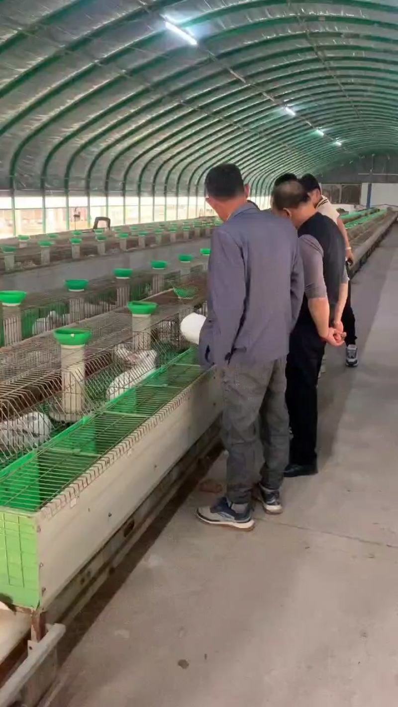 肉兔养殖回收屠宰一条龙