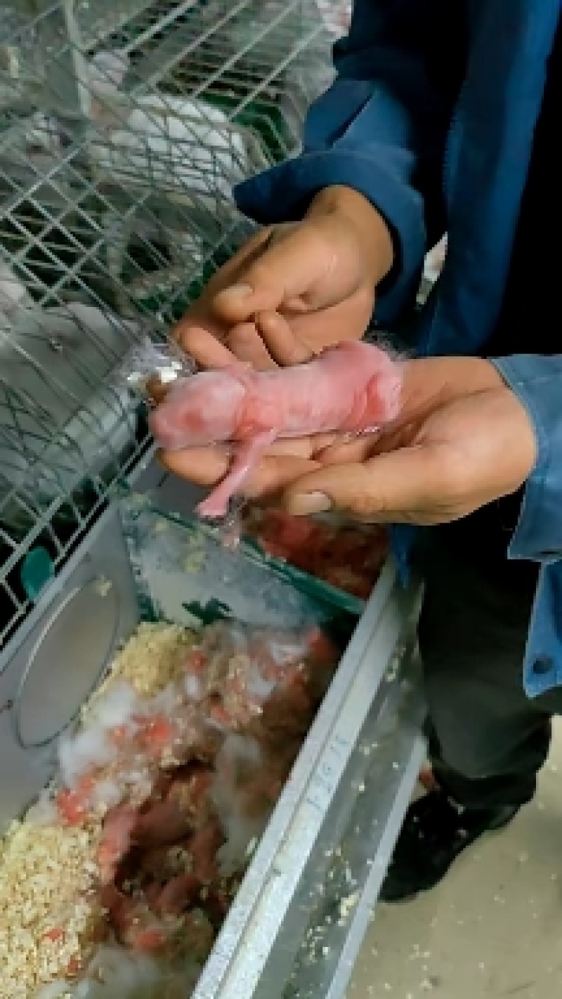 肉兔养殖回收屠宰一条龙
