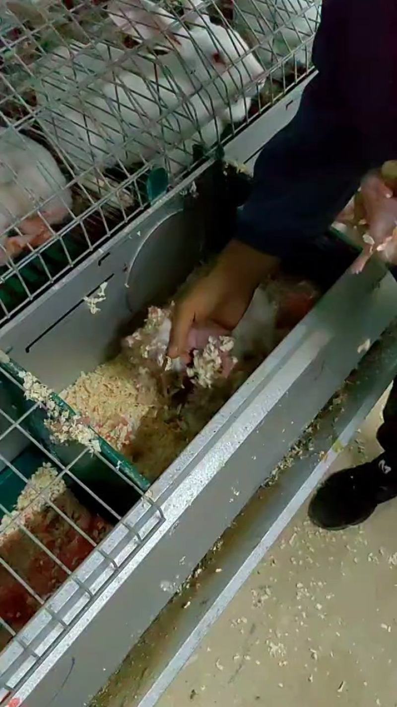 肉兔养殖回收屠宰一条龙