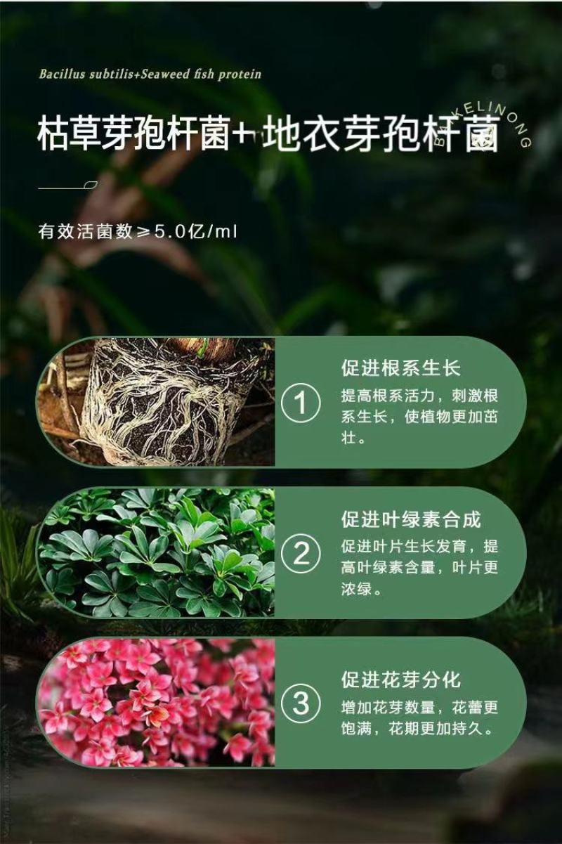 海藻菌部落微生物微生物菌肥疏松土壤抗盐碱性抗病增加产量